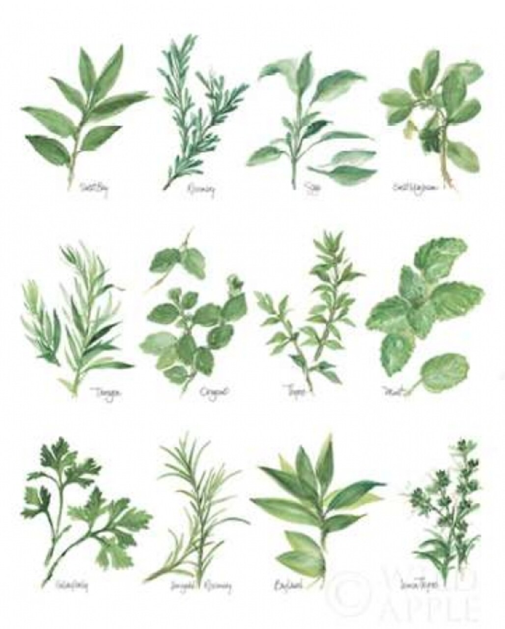 Herb Chart Poster Print by Chris Paschke - Item # VARPDX28342